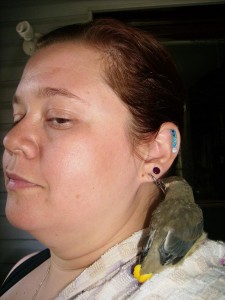 Lush, the scarlet waxwing, decides to sample my earring.  