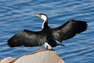 A cormorant