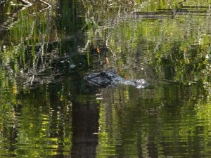 A mama alligator at the Okefenokee Swamp