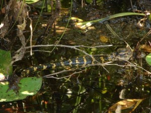 That mama in the picture above was hissing at us to protect her babies, including this one.