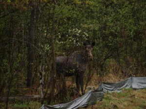 It's a Maine mama moose! (I think.)